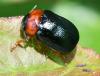 Smaragdina salicina